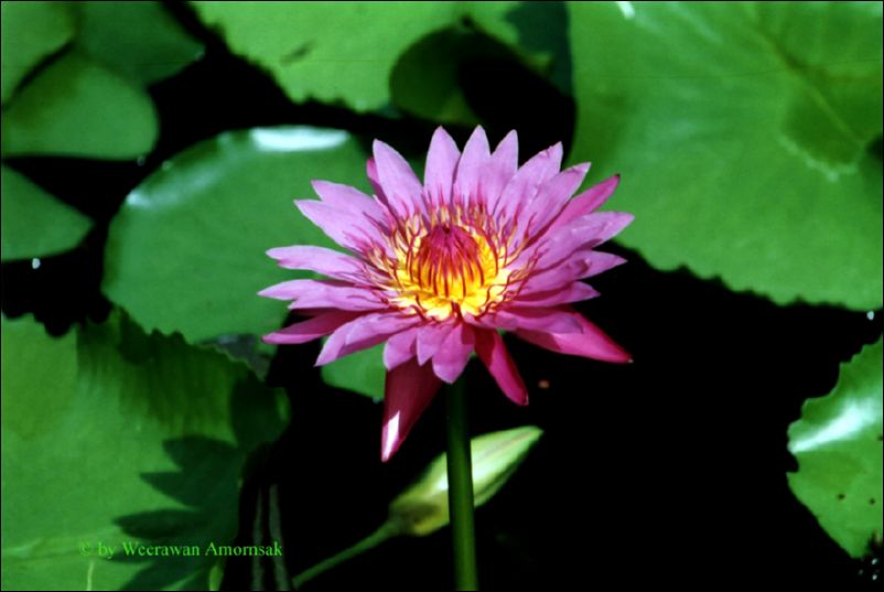 Water lilly 1